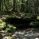 Aokigahara Forest